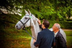 SIRE-lecture-puce-cheval