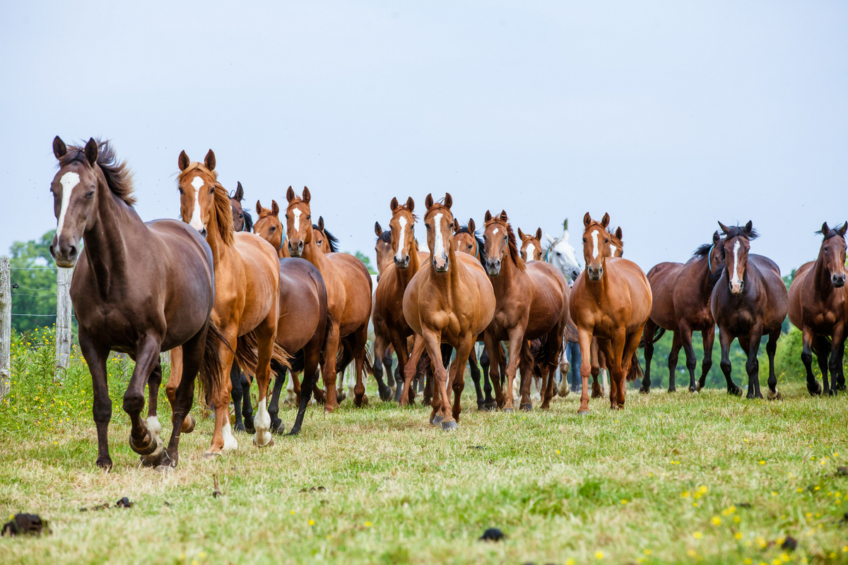 Nos Chevaux Les Haras Nationaux - 