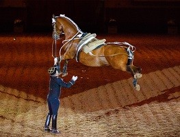 Un cheval effectuant une cabriole lors d'un gala du Cadre noir de Saumur