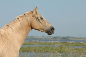 Tete d'un cheval de profil palomino au bord des marais