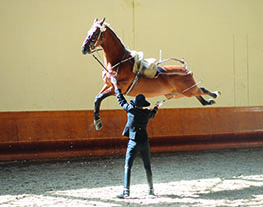 Cadre noir officier Ecole nationale d'équitation à Saumur à cheval 2595-023 