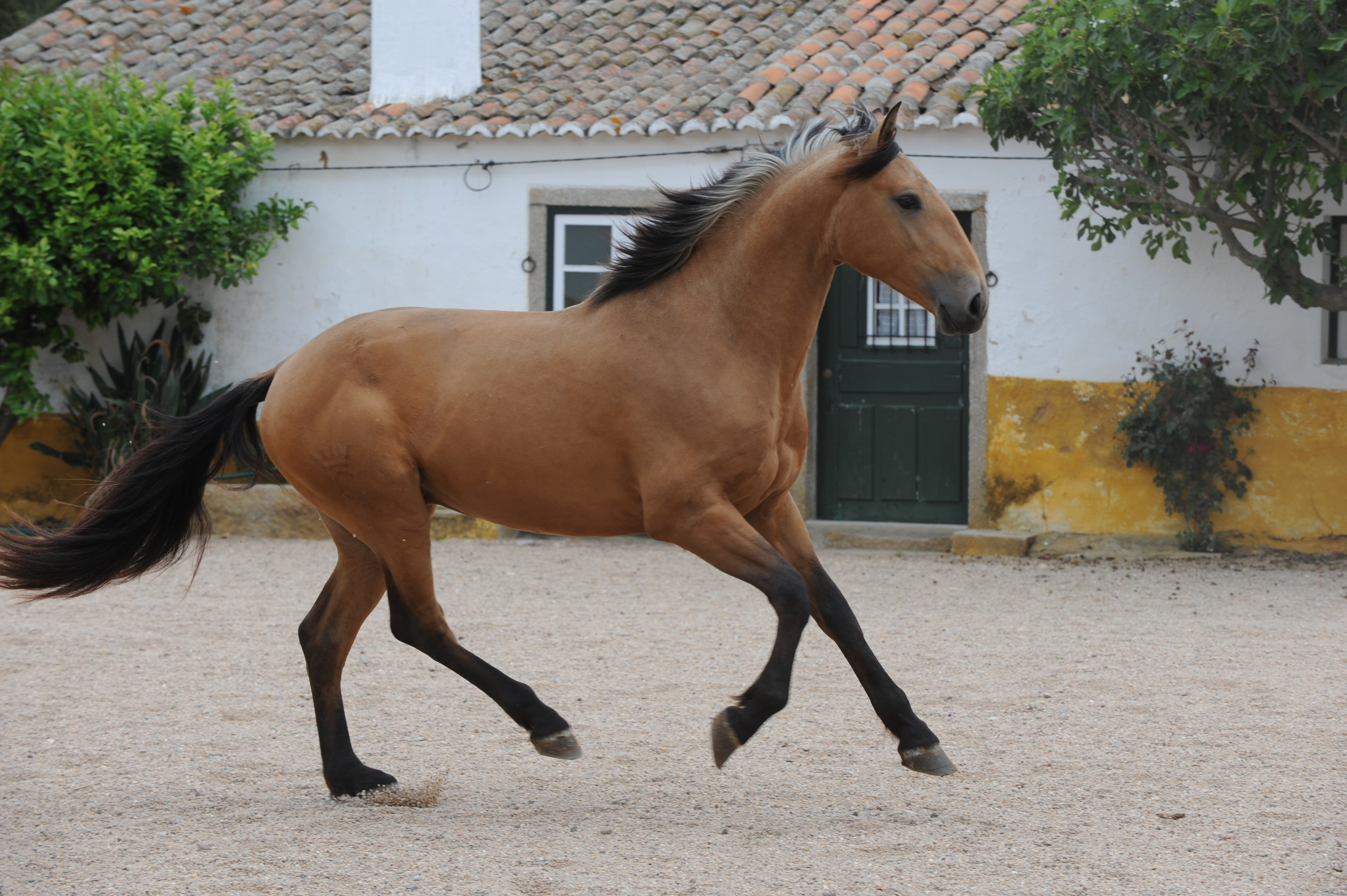 cheval galopant en liberté