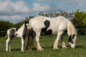 Poulinière et poulain Irish cob pie noir, dans un champs