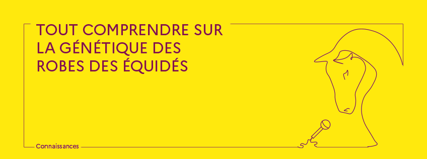 Podcast Tout comprendre sur la génétique des robes des équidés
