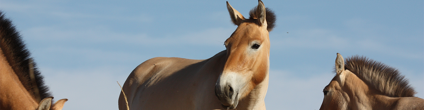 Les chevaux sauvages existent-ils encore vraiment ? - L’institut français du cheval et de l’équitation