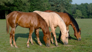 Chevaux de couleurs