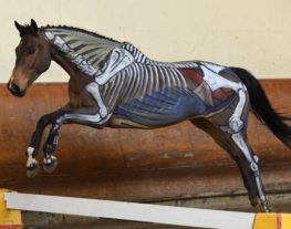Anatomie d'un cheval lors d'un saut d'obstacle