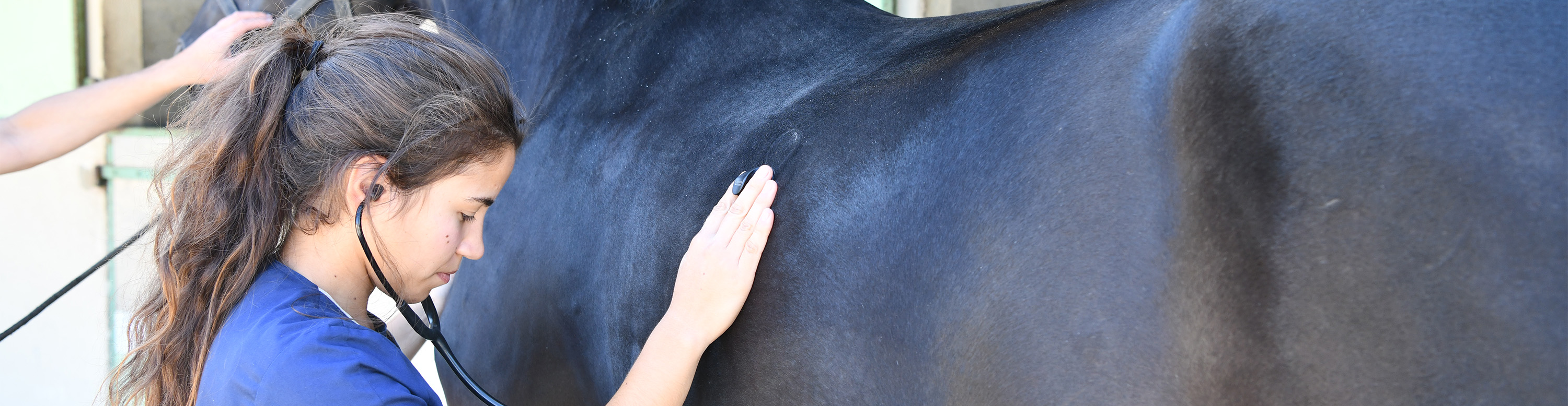 Mon cheval tousse : et si c'était de l'asthme ?