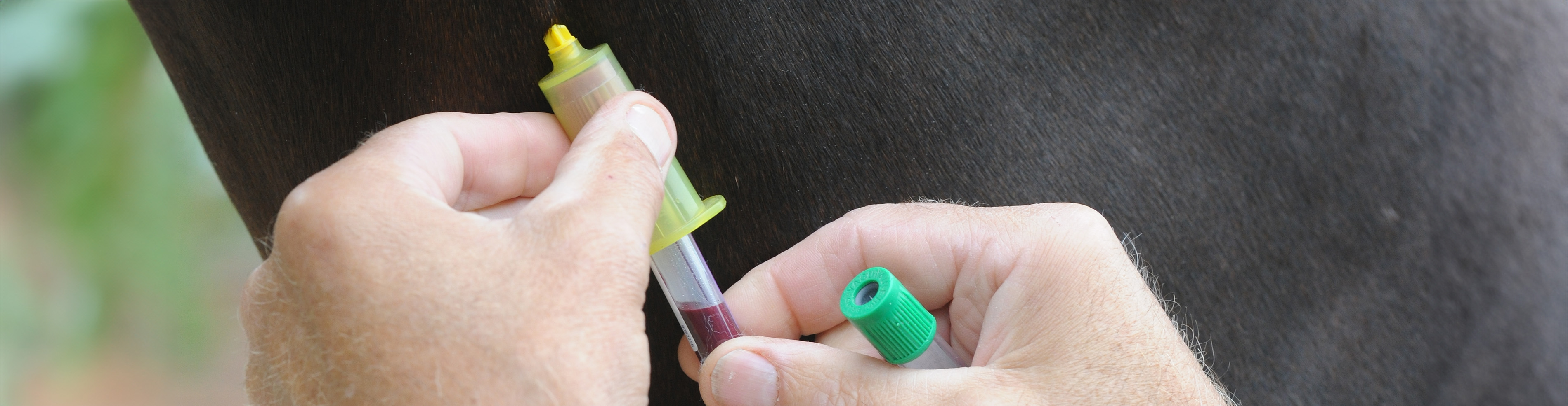 Anémie infectieuse : importance du dépistage et des mesures de contrôle