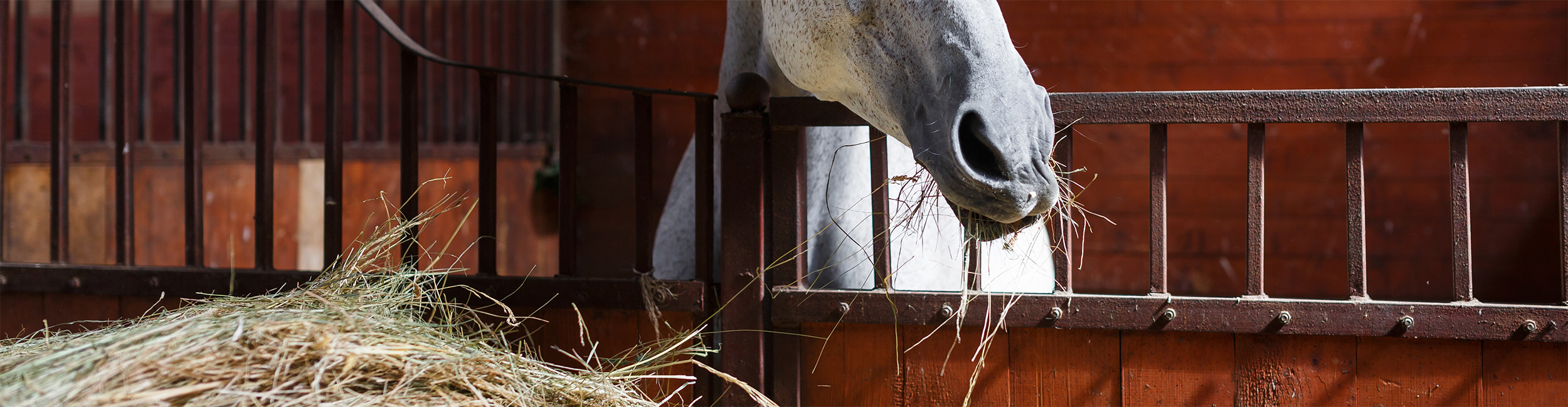 10 bonnes pratiques pour nourrir le cheval à l’écurie